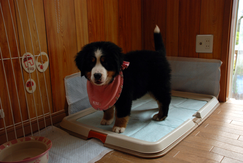 ココがトイレですね