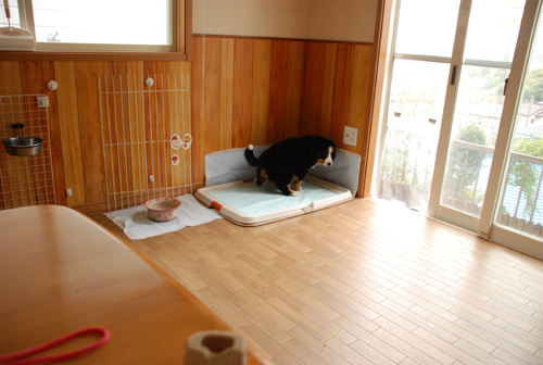 オチッコ出来ます