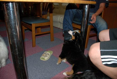 DSC_3810.jpg